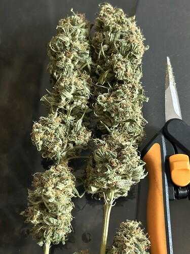 Growreport Bild 60
