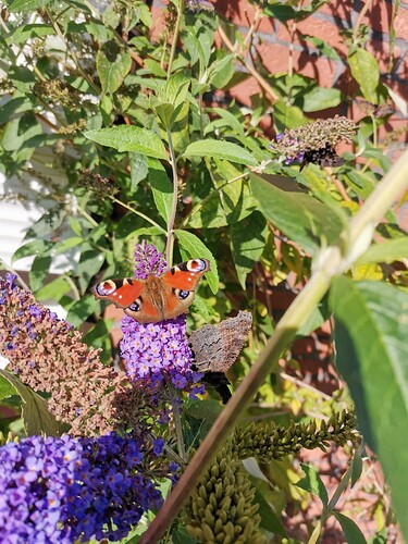 Garten (17)