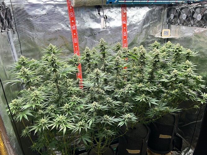 Mehrere blühende Cannabispflanzen in einem Growzelt mit reflektierenden Wänden und Messskalen.