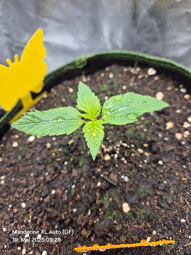Growreport Bild 6