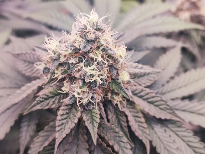 Growreport Bild 6
