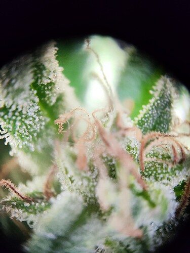 Growreport Bild 10