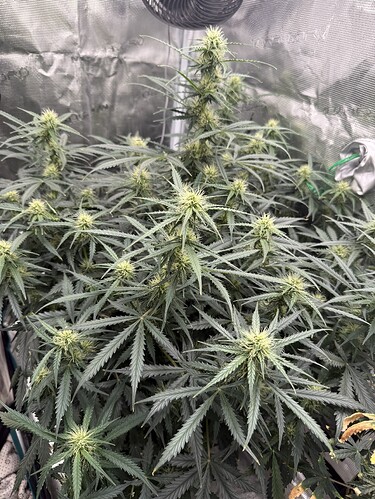 Growreport Bild 4