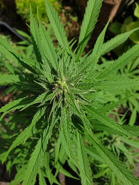 sticky T70 mainbud oben