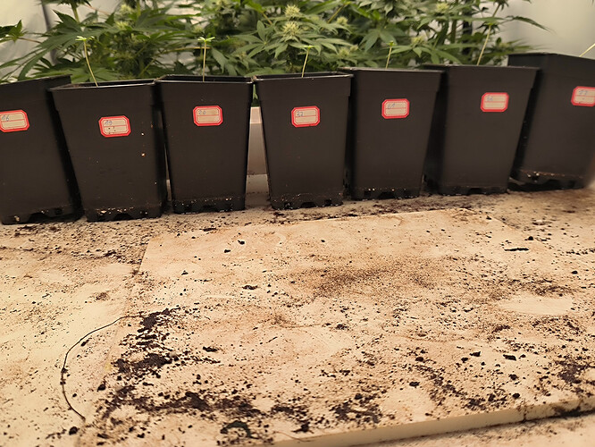 Growreport Bild 1