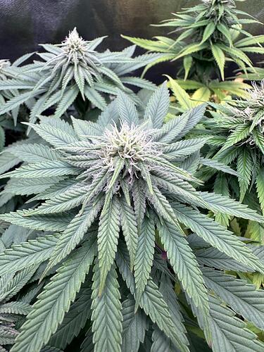 Growreport Bild 22