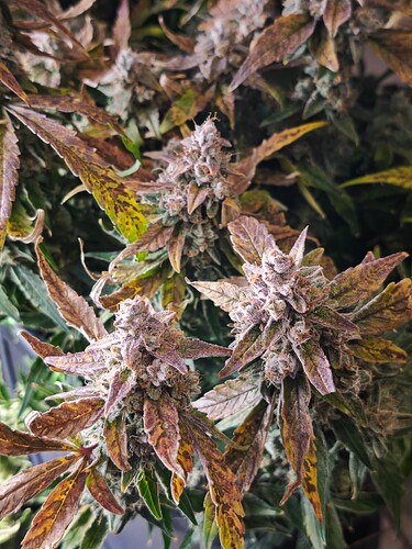 MVIMG_20251130_220451