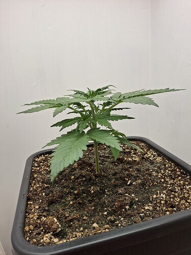 Growreport Bild 33