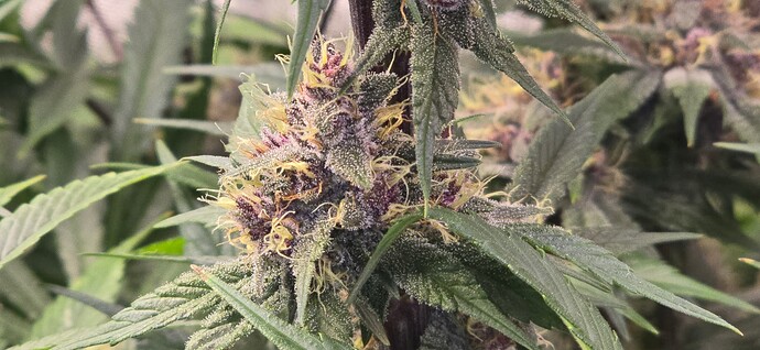 Growreport Bild 4