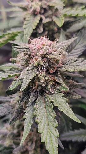 Growreport Bild 9