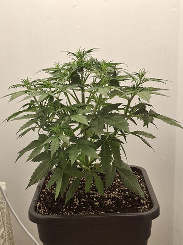 Growreport Bild 57