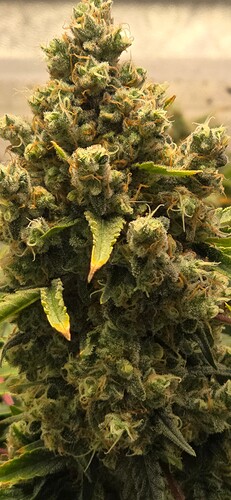 Growreport Bild 10