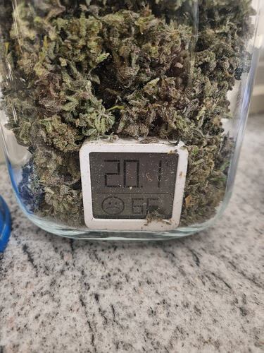 Ein Glas voller Cannabis-Buds mit einem kleinen digitalen Hygrometer, das 20.1 Grad Celsius und 65% Luftfeuchtigkeit anzeigt.