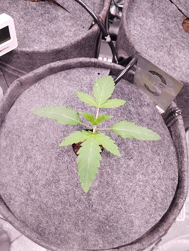 Growreport Bild 6