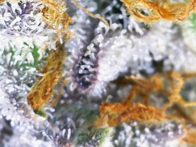 Growreport Bild 39