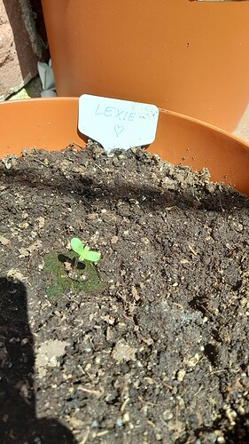 Growreport Bild 41