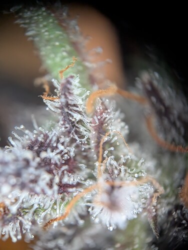 PXL_20241017_154437864.MP