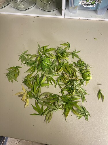 Growreport Bild 67