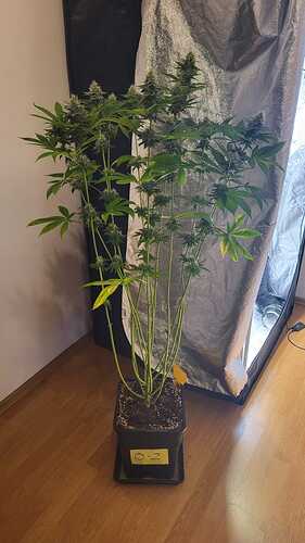 Eine Oreoz-Cannabispflanze in der Blütephase, die in einem schwarzen Topf mit der Aufschrift 'O-2' steht.