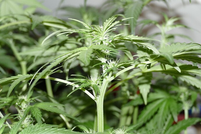 Growreport Bild 15