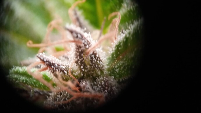 Growreport Bild 1