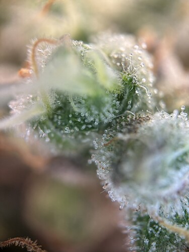 Growreport Bild 39