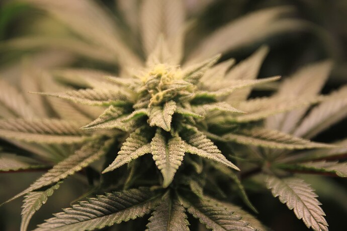 Growreport Bild 2