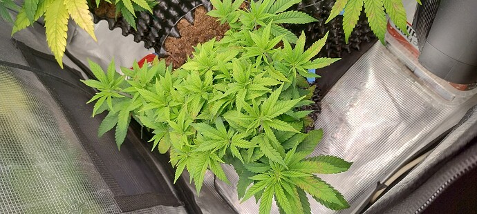 IMG_20251022_094616218_HDR