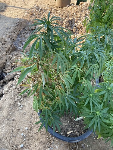 Growreport Bild 1