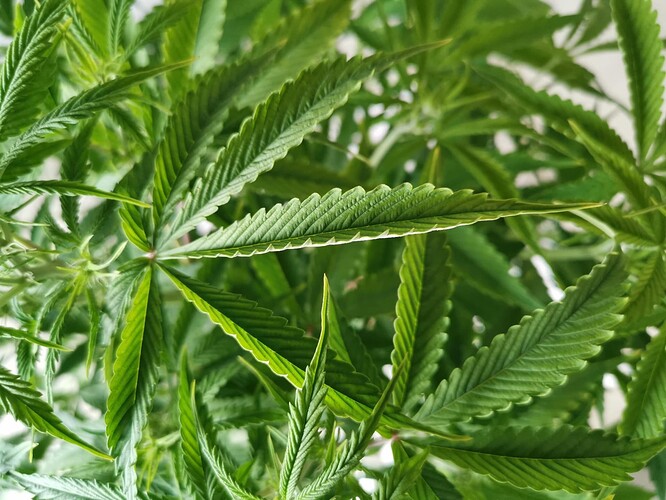 Growreport Bild 3