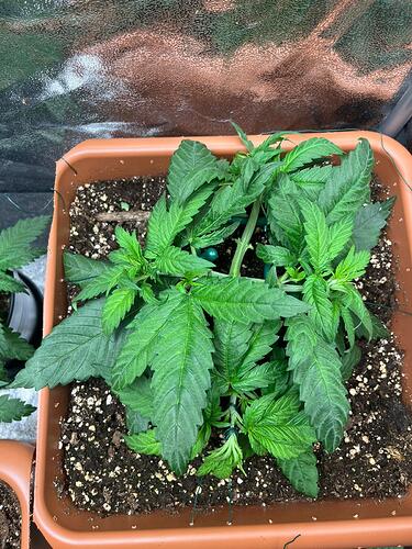 Growreport Bild 7