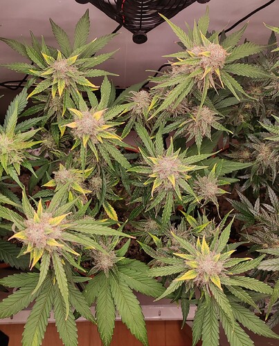 Growreport Bild 52