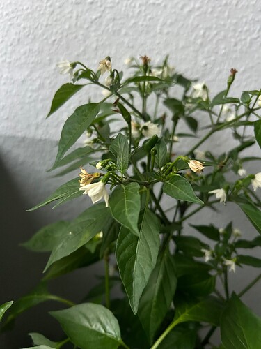 Growreport Bild 22
