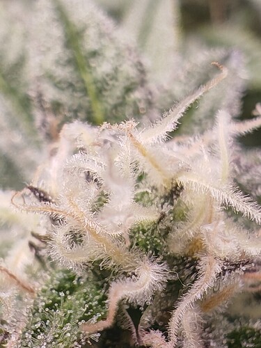 Growreport Bild 4
