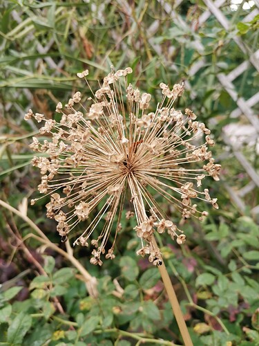 Garten (12)