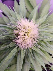 IMG_20240603_133906