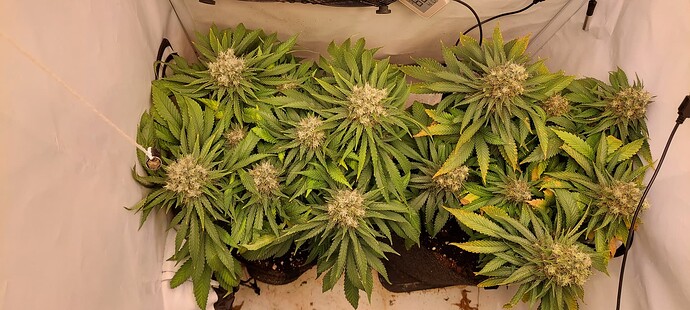 Growreport Bild 6