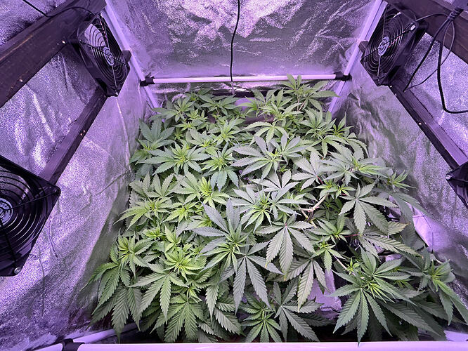Blick von oben in ein Growzelt mit mehreren Cannabis-Pflanzen in der vegetativen Phase.