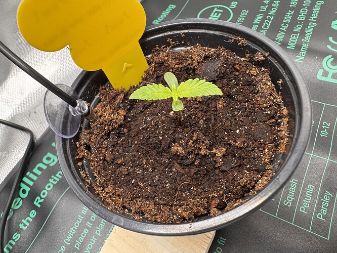 Growreport Bild 1