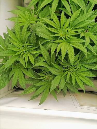 Growreport Bild 12