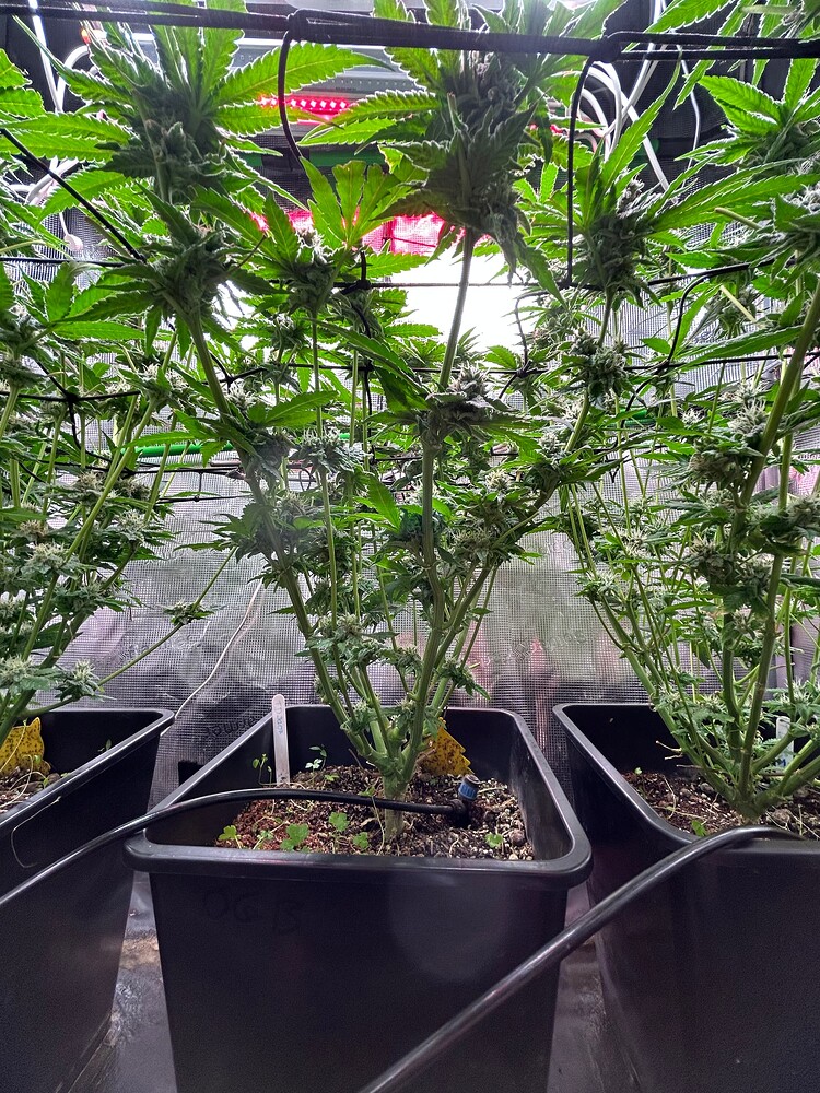 🚨 My brain grows with friends 🤯 (Twizzle Dance von exotic genetix) ThCrow must Grow on