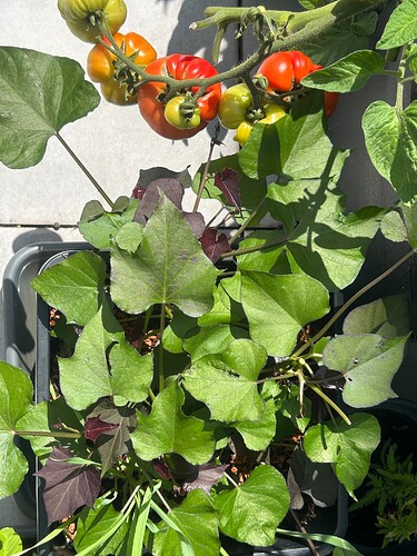 Growreport Bild 13