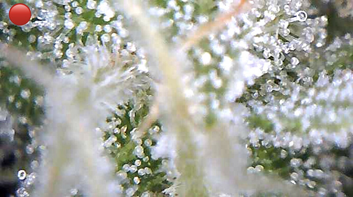 Growreport Bild 11