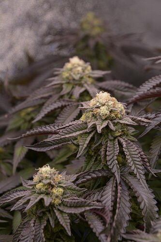 Growreport Bild 3