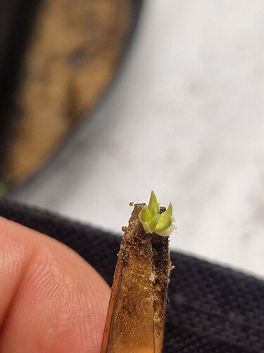 Growreport Bild 11