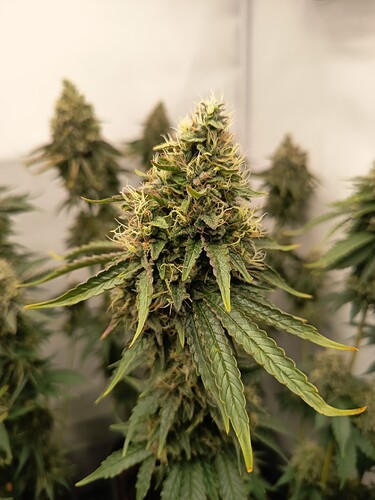 Growreport Bild 25