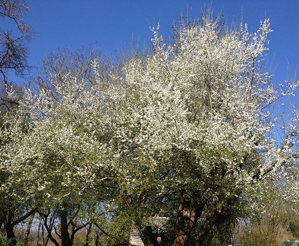 Ein blühender Baum mit weißen Blüten vor einem klaren blauen Himmel.