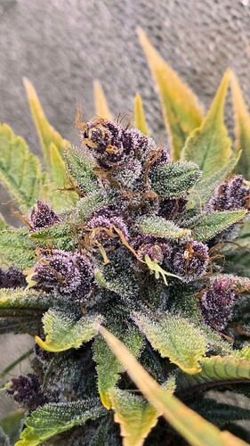 Growreport Bild 18