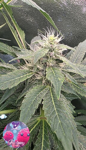 Growreport Bild 14