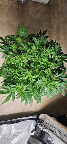 Growreport Bild 17